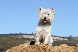 WESTIE 231